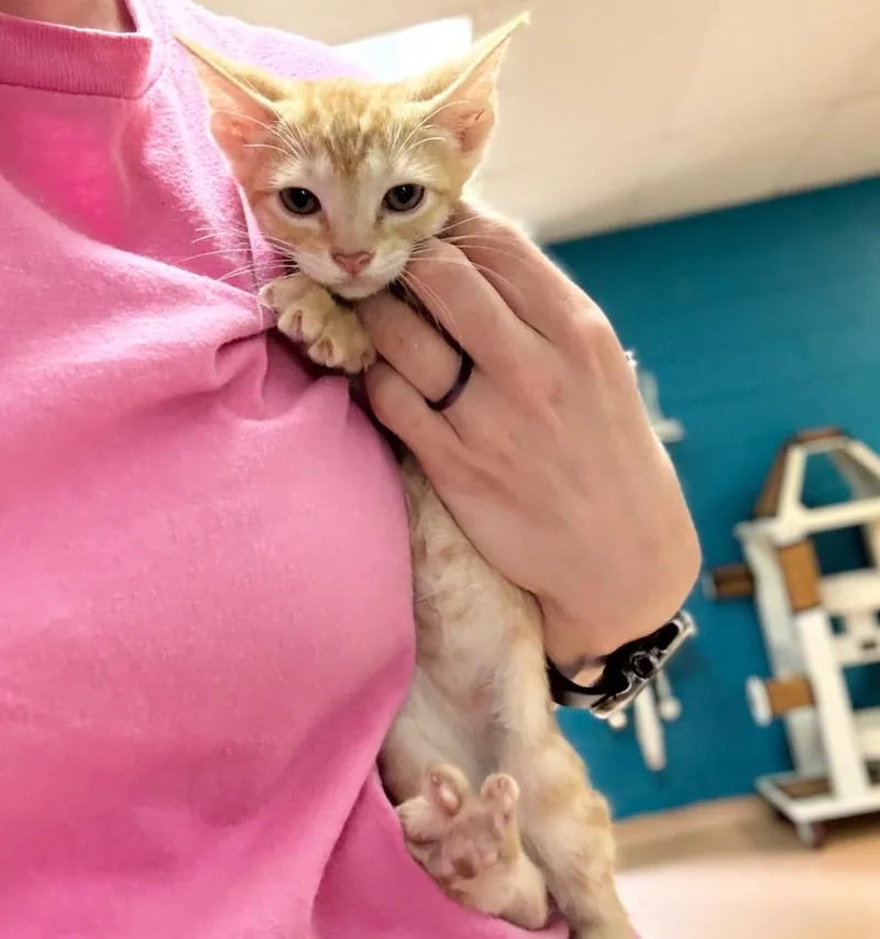 A baby medium-sized male Tabby cat named Gaston for adoption in Nacogdoches, TX
