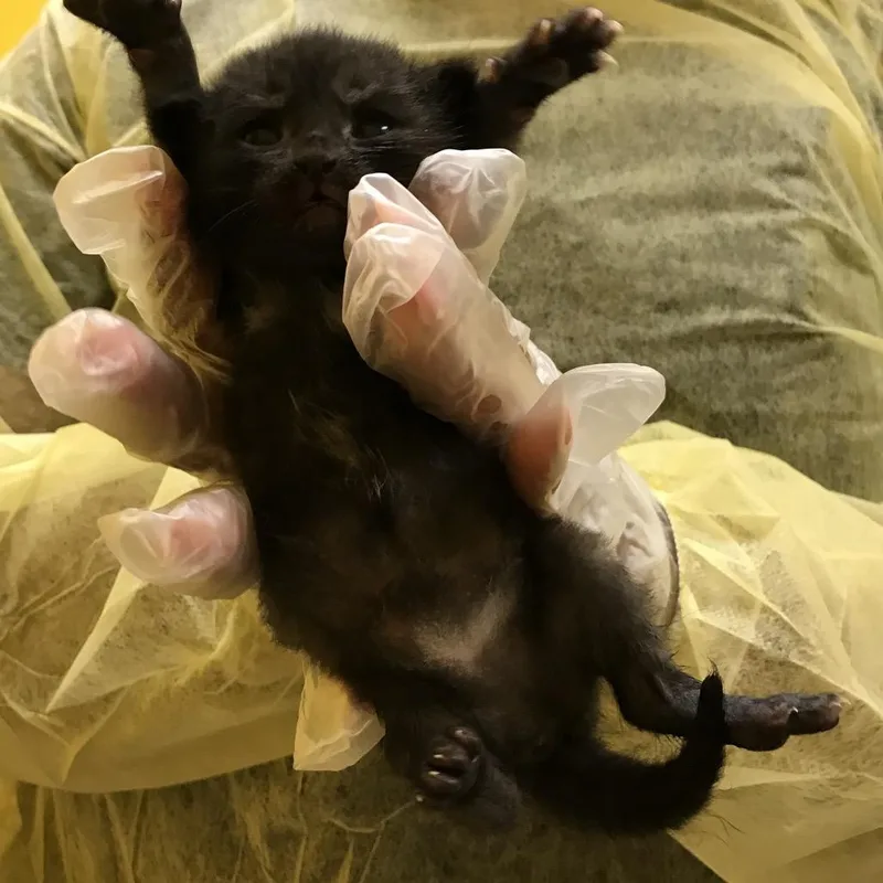 A baby small-sized male Black Domestic Short Hair cat named Officer Big Mac for adoption in Philadelphia, PA