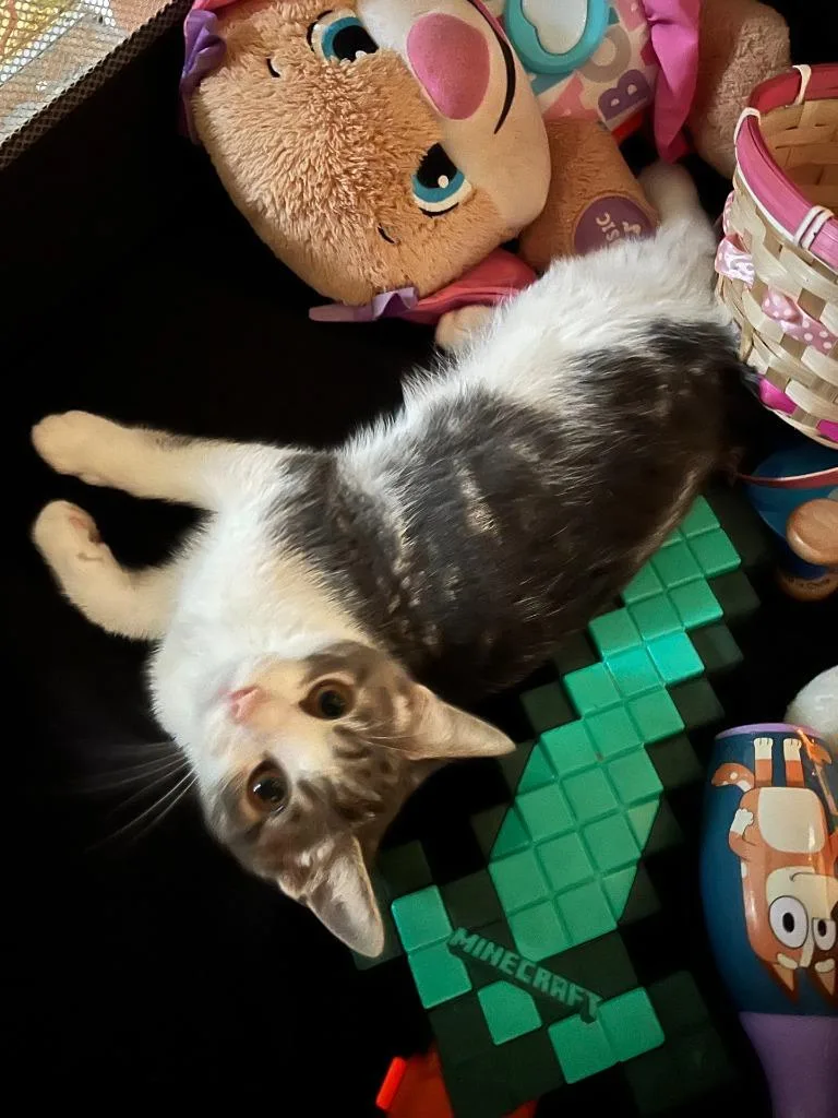 A baby medium-sized male Domestic Short Hair cat named Josse for adoption in Johnson City, TN