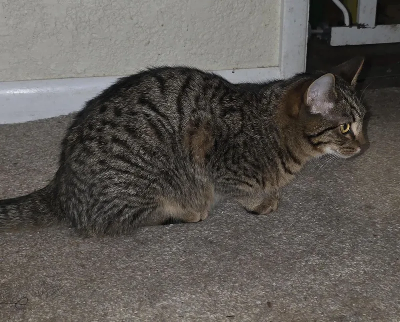 A baby small-sized male Tabby (Leopard / Spotted) Domestic Short Hair cat named Rocky for adoption in Silverton, OR