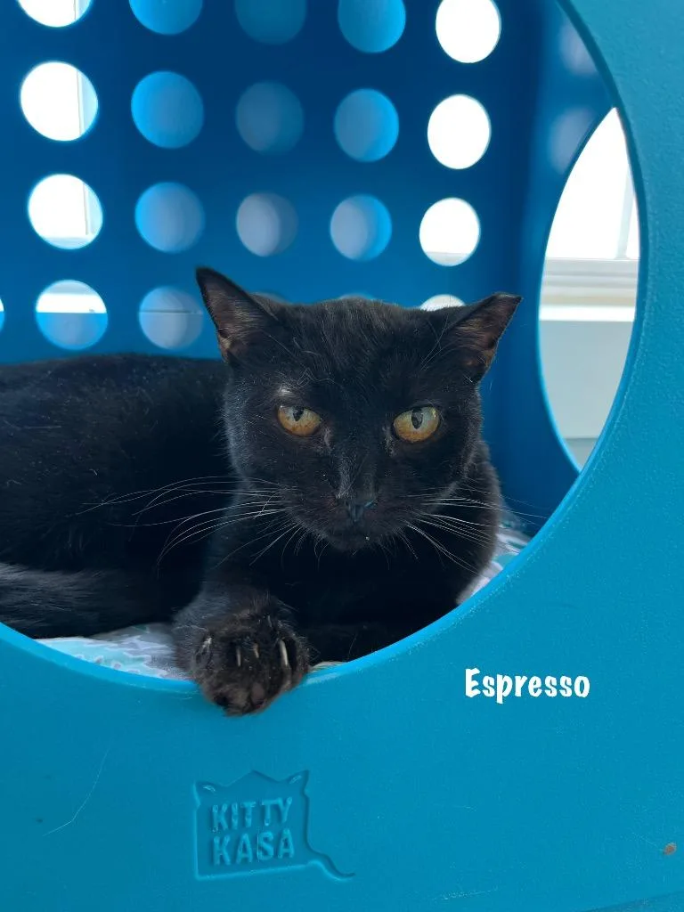 A young medium-sized female Domestic Short Hair cat named Espresso for adoption in Windsor, CT