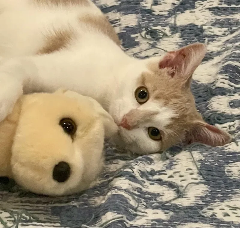 A baby medium-sized female Orange & White Domestic Short Hair cat named Arianna for adoption in Chicago, IL