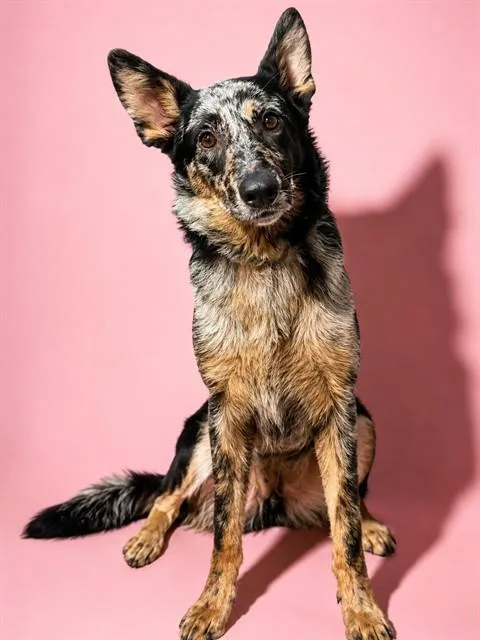 A young small-sized female Mixed Breed dog named Lola Bunny for adoption in Jacksonville, FL