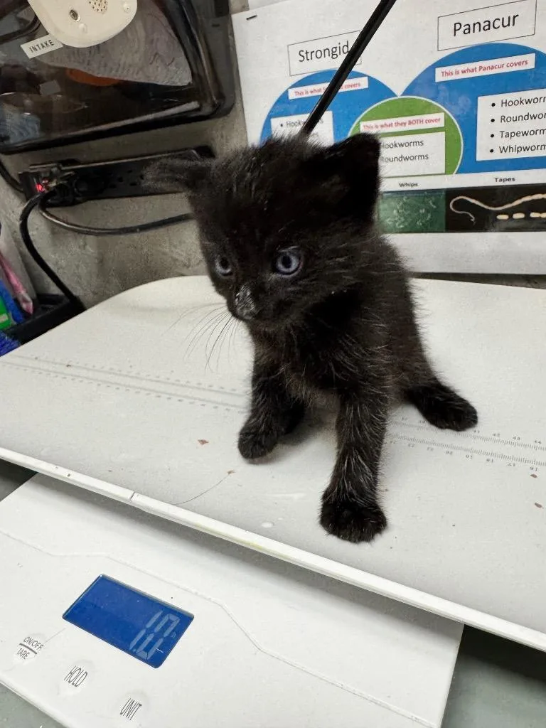 A baby medium-sized male Domestic Short Hair cat named Rembrandt for adoption in Shelbyville, TN