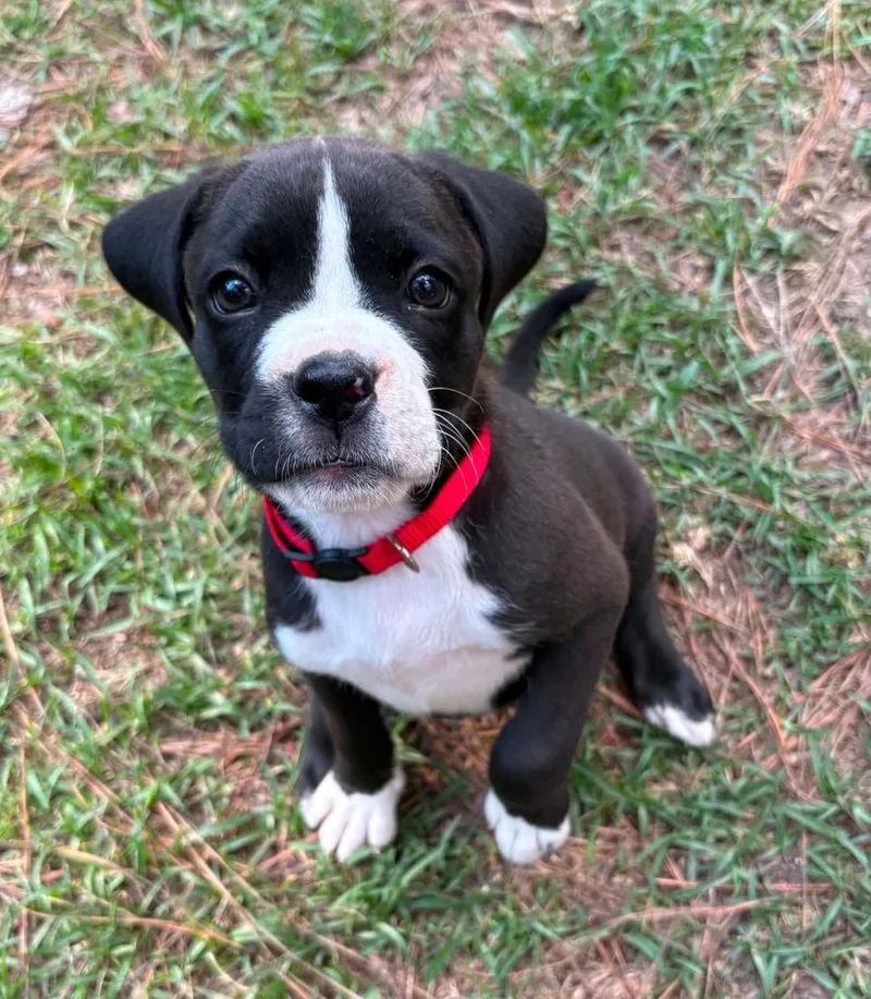 A baby medium-sized female Black Pit Bull Terrier dog named Fern for adoption in Wenonah, NJ