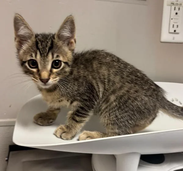A baby small-sized male Domestic Short Hair cat named Karl for adoption in Oakland, CA