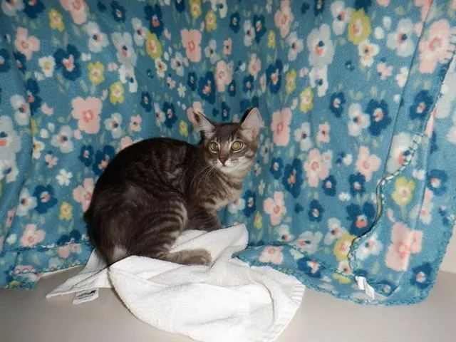 A baby small-sized male Domestic Short Hair cat named Elio for adoption in San Jose, CA
