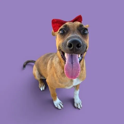 A young medium-sized female Tricolor (Brown, Black, & White) Shepherd dog named Darling Baby URGENT for adoption in Thousand Oaks, CA