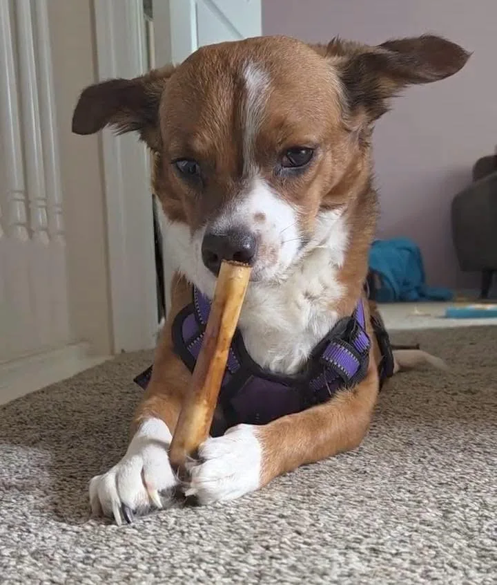An adult small-sized female Tricolor (Brown, Black, & White) Chihuahua dog named Dorothy for adoption in Thornton, CO