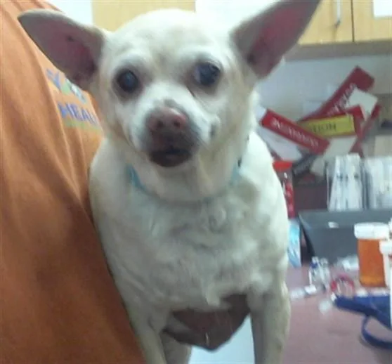 A senior small-sized female Chihuahua dog named Storm for adoption in Santa Barbara, CA