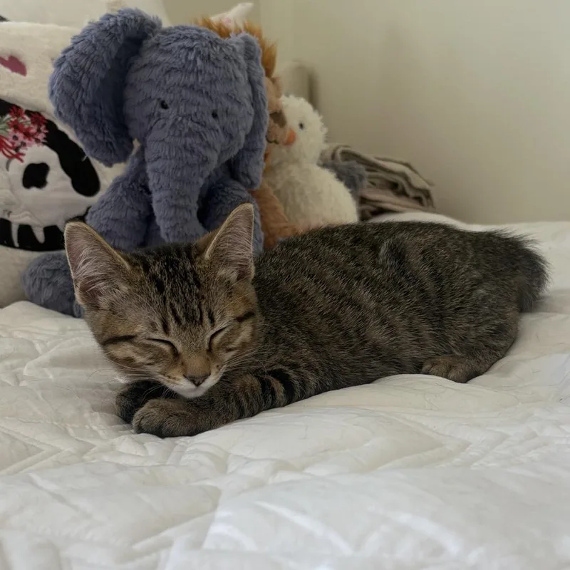A baby small-sized female Brown / Chocolate Domestic Short Hair cat named Rizzo for adoption in Spokane, WA