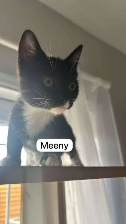 A baby medium-sized female Domestic Short Hair cat named Meeny for adoption in West Chester, PA
