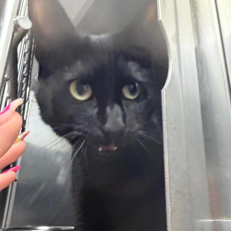 An adult small-sized female Black Domestic Short Hair cat named Lady for adoption in Blairsville, GA