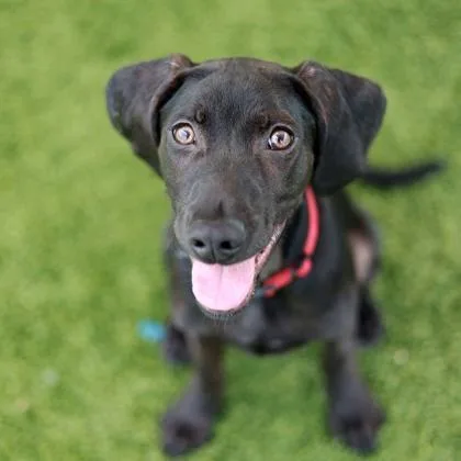 A young medium-sized male Black Hound dog named Toby for adoption in Atlanta, GA