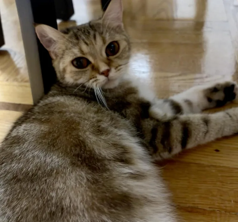 A young medium-sized female Scottish Fold cat named Elara for adoption in Brooklyn, NY