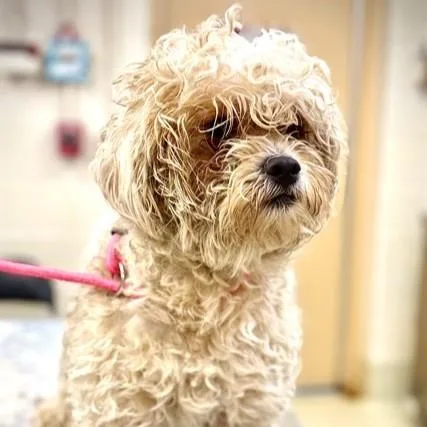 An adult small-sized male White / Cream Lhasa Apso dog named Butta for adoption in Columbia, MD