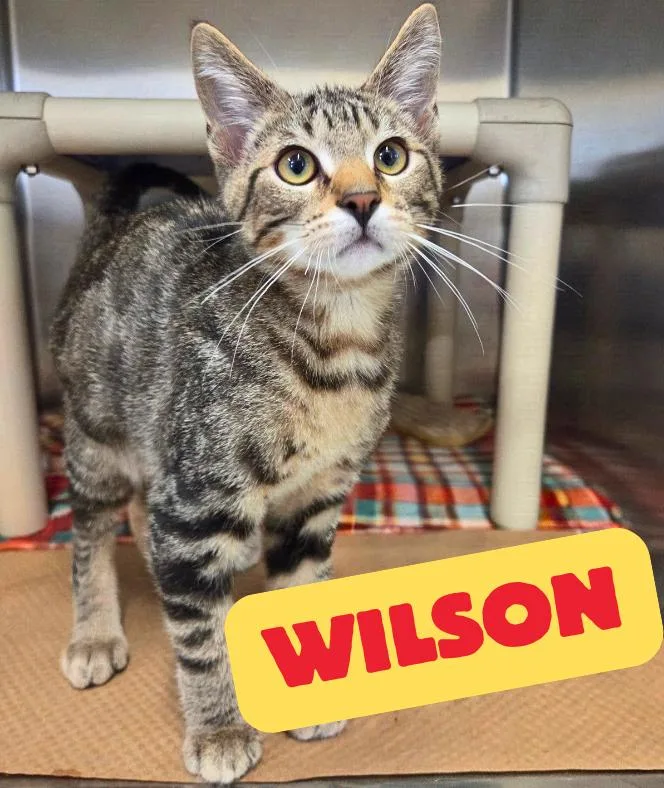 A baby medium-sized male Tabby (Brown / Chocolate) Domestic Short Hair cat named Wilson for adoption in Nevada, IA