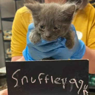 A baby small-sized female Gray / Blue / Silver Domestic Short Hair cat named Selkie C for adoption in Princeton, MN