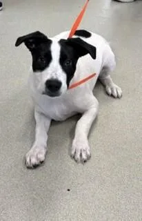 A baby medium-sized female White / Cream Terrier dog named Domino for adoption in Maryville, TN