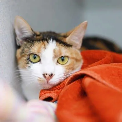 An adult small-sized female Orange / Red Domestic Short Hair cat named Zuma for adoption in Atlanta, GA