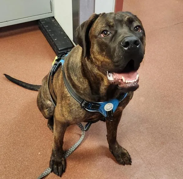 A young extra large-sized female Mastiff dog named Princess Bubblegum for adoption in Oakland, CA
