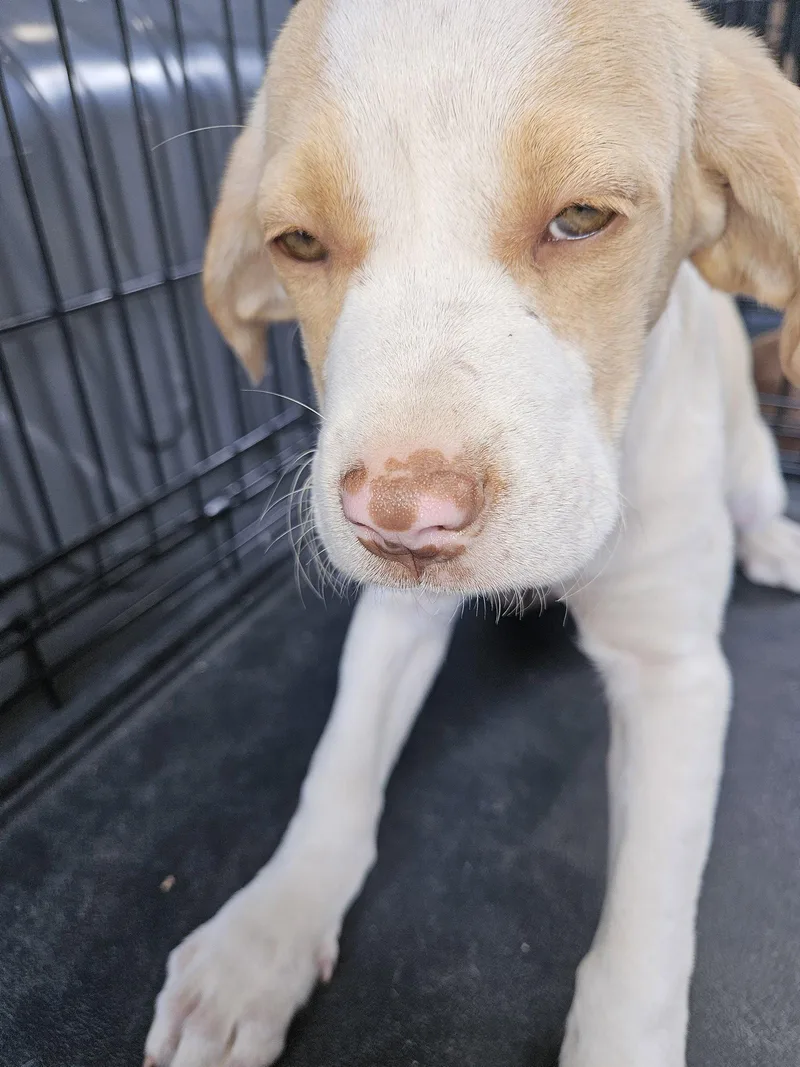 A young medium-sized female Labrador Retriever dog named Lemon for adoption in Blairsville, GA