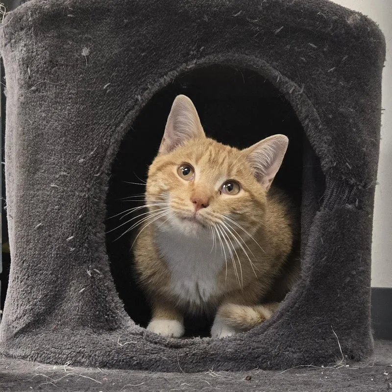 An adult medium-sized male Orange & White Domestic Short Hair cat named Tipsy for adoption in Xenia , OH