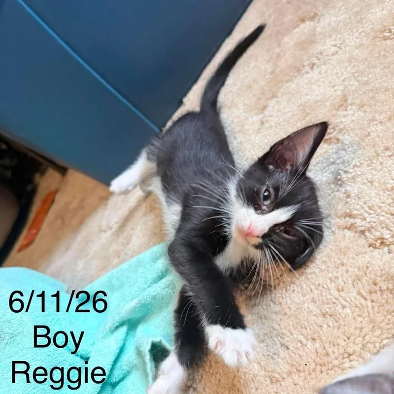 A baby small-sized male Black Domestic Short Hair cat named Reggie C for adoption in Princeton, MN