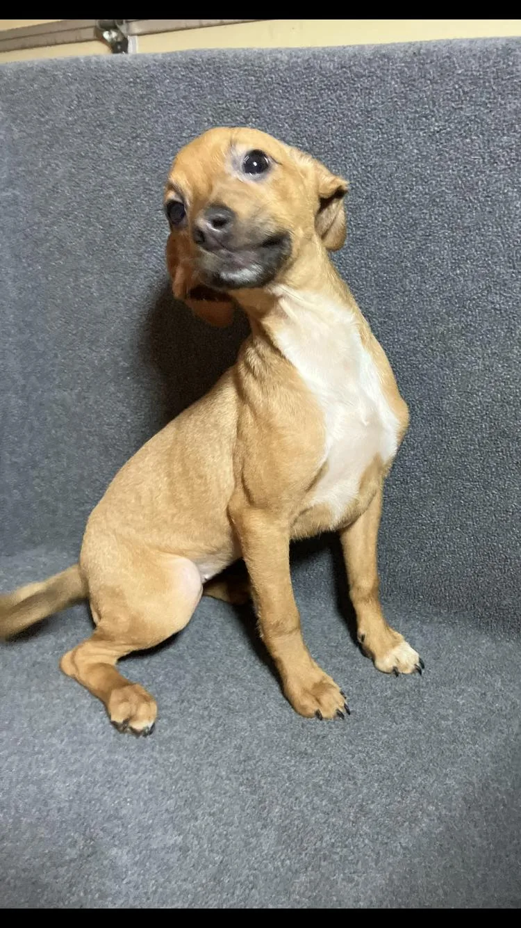 A baby small-sized female Chihuahua dog named Lainey for adoption in Medfield, MA