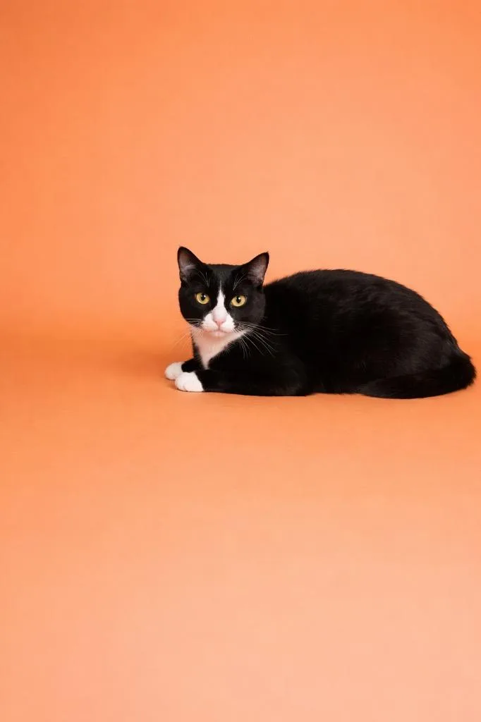 A young medium-sized male Domestic Short Hair cat named Cake for adoption in Wauchula, FL