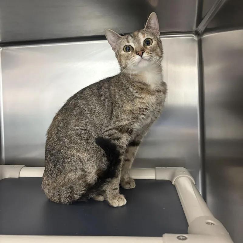 A young medium-sized female Gray / Blue / Silver Domestic Short Hair cat named Garchomp for adoption in Carencro, LA