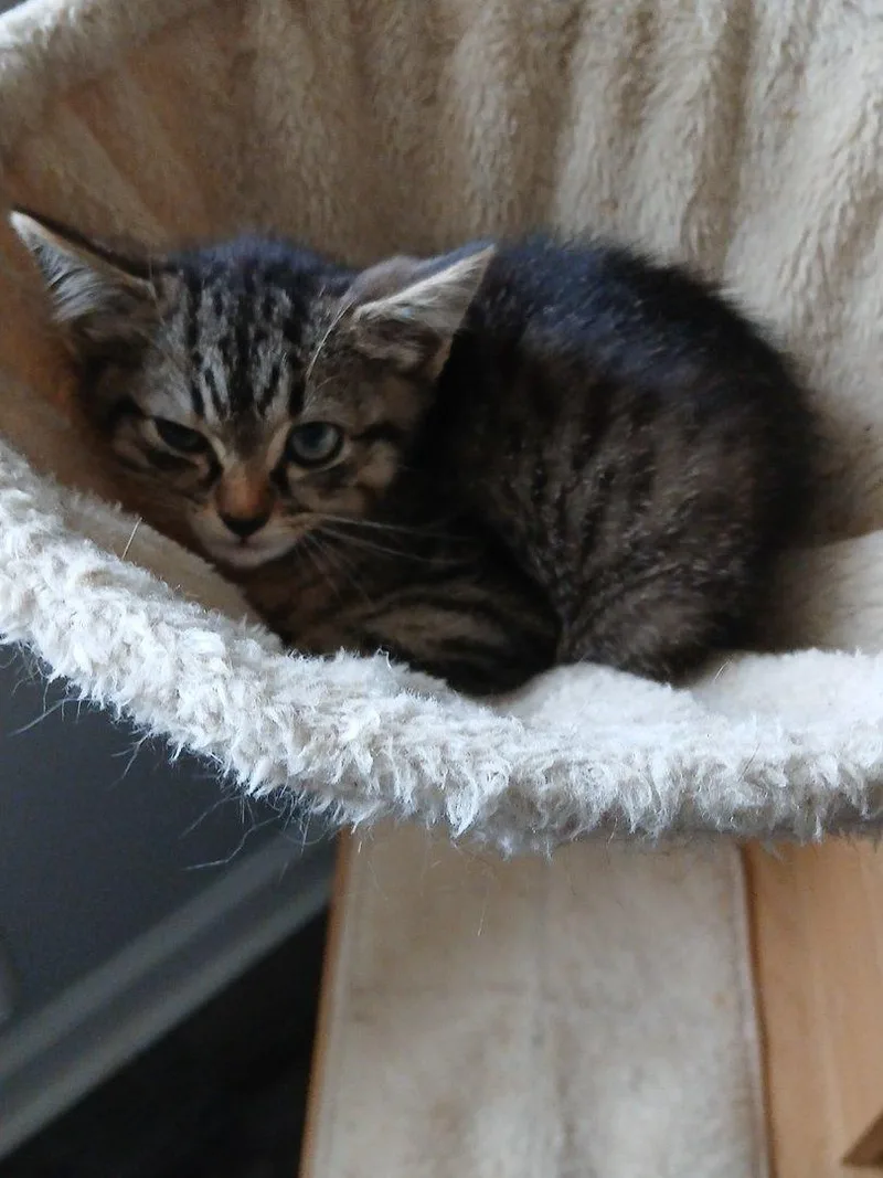 A baby small-sized male Tabby (Brown / Chocolate) Domestic Short Hair cat named Ross for adoption in Raleigh, NC