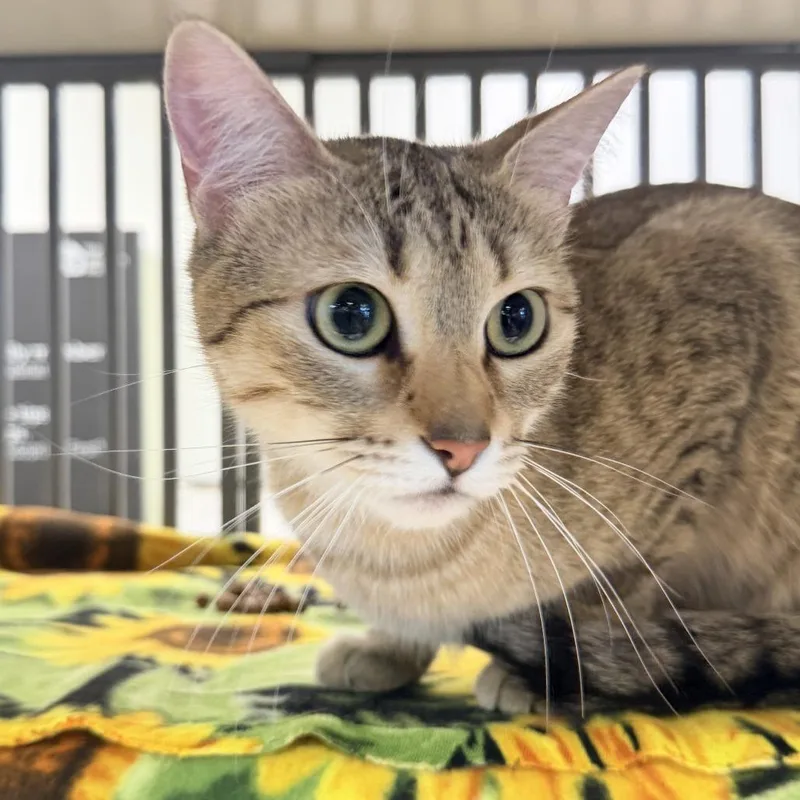 An adult medium-sized female Brown / Chocolate American Shorthair cat named Jagg for adoption in Temecula, CA