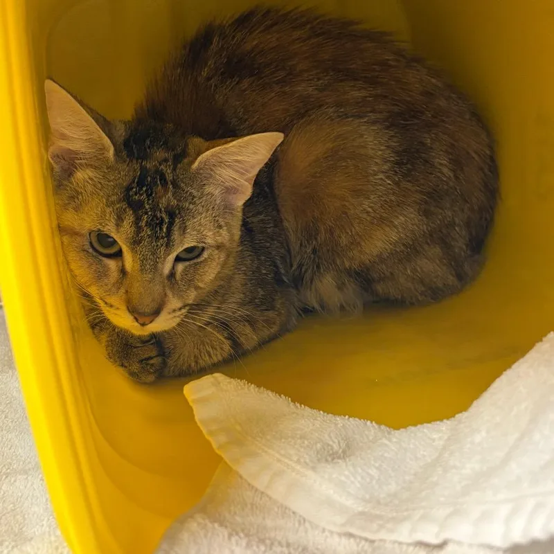 A young medium-sized female Torbie Domestic Short Hair cat named Diesel for adoption in Manhattan, KS