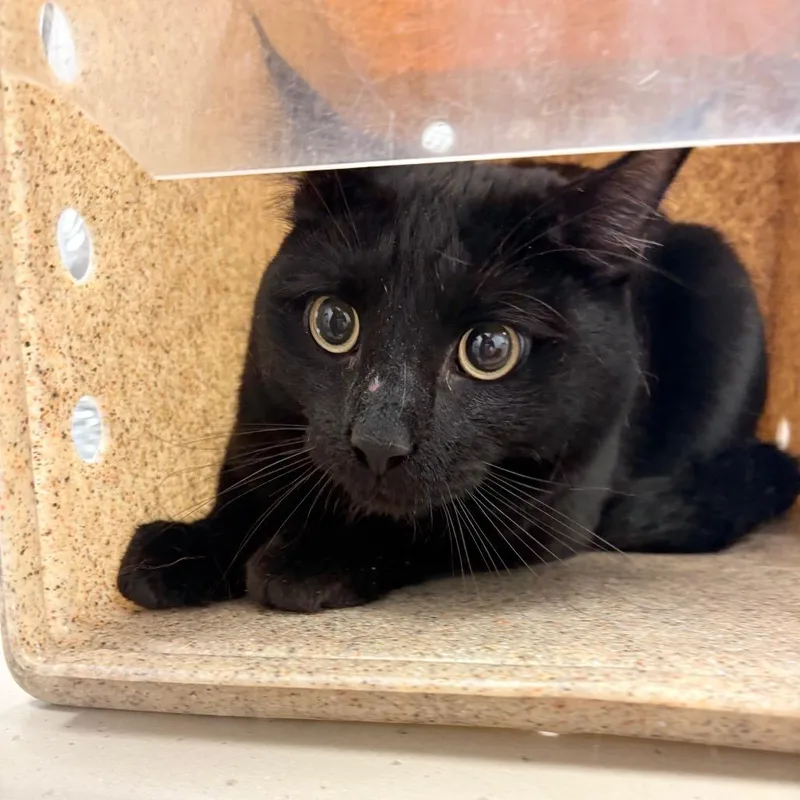 An adult large-sized male Black Domestic Short Hair cat named Pino for adoption in Philadelphia, PA