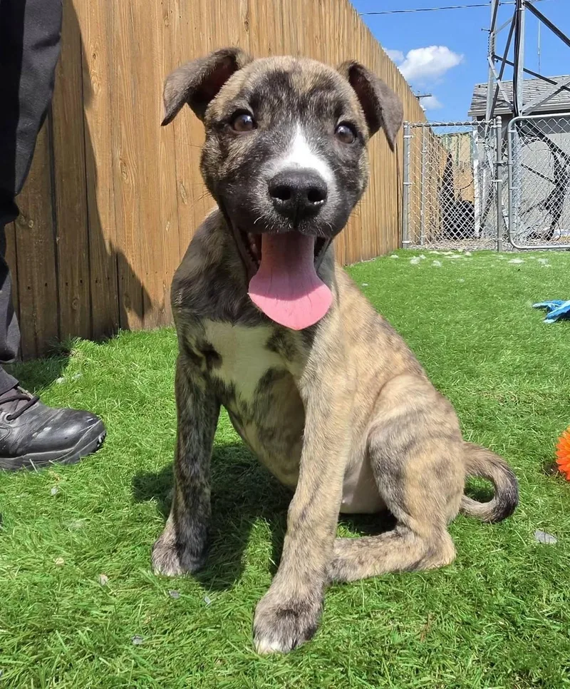A young large-sized female Mixed Breed dog named Petunia for adoption in Kearneysville, WV