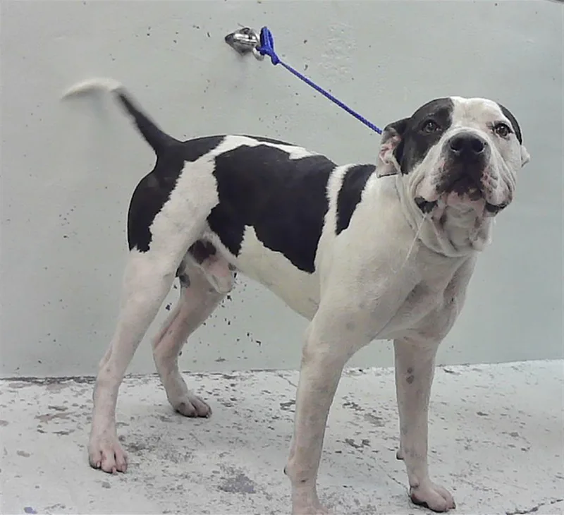 Brutus