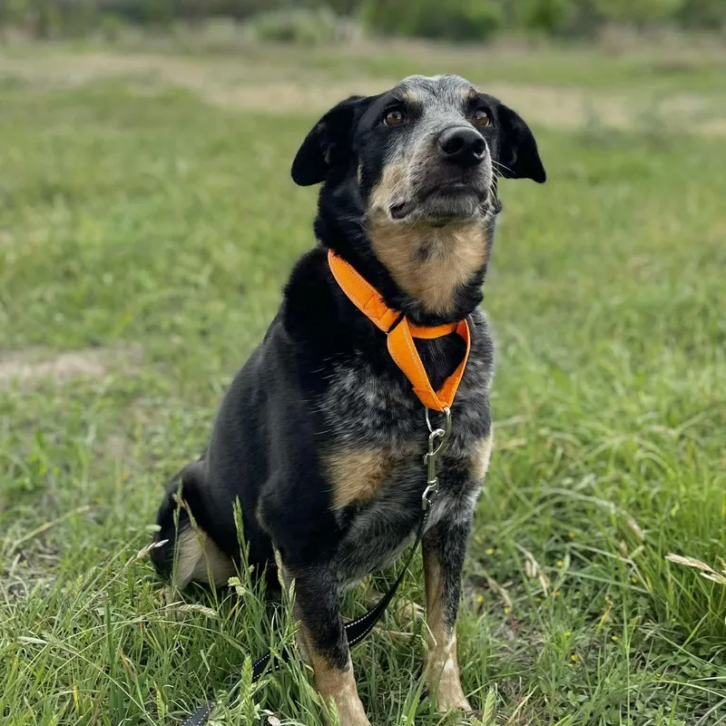 Gus