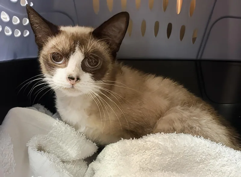 A young small-sized female White Domestic Short Hair cat named Jade for adoption in Nashville, TN