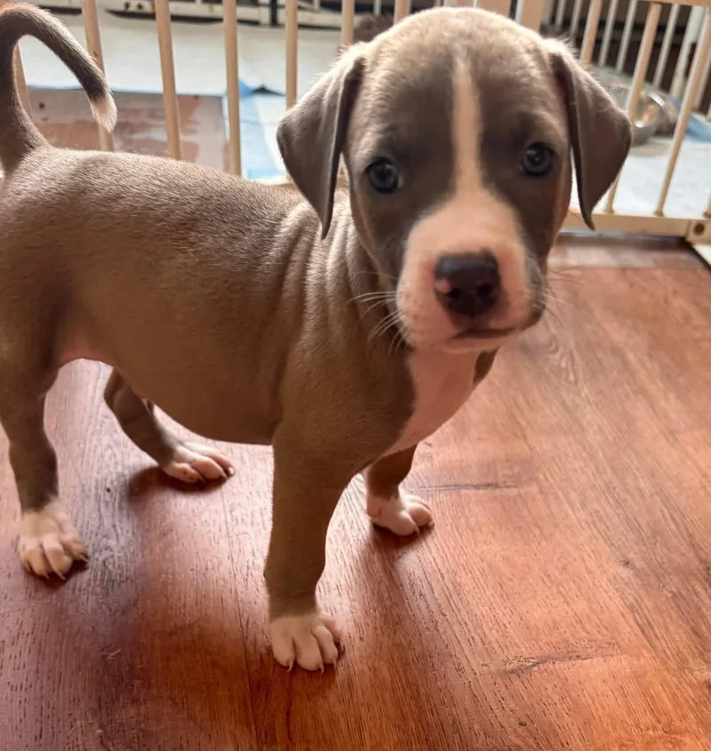 A baby medium-sized male Pit Bull Terrier dog named Clarkson for adoption in Germantown, OH
