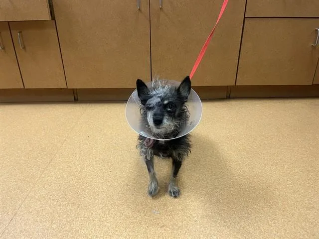 A young small-sized female Terrier dog named Bior for adoption in Martinez, CA