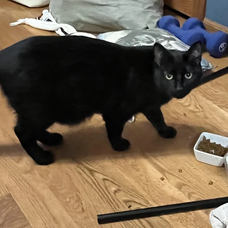 Nightshade thumbnail 3