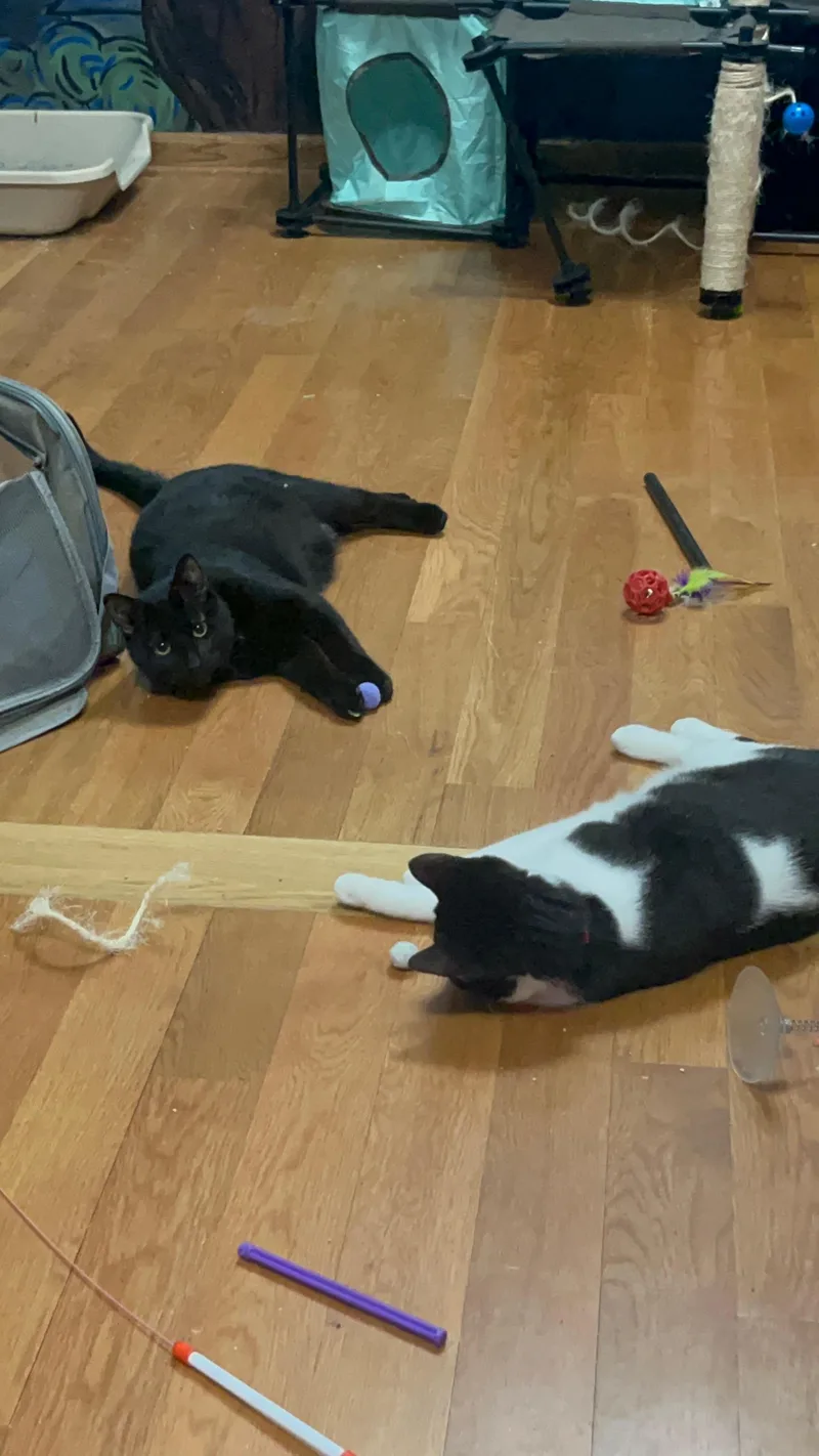 Nightshade thumbnail 4