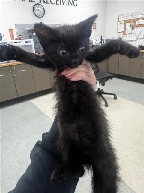 A baby small-sized female Domestic Short Hair cat named Shelly for adoption in Van Nuys, CA