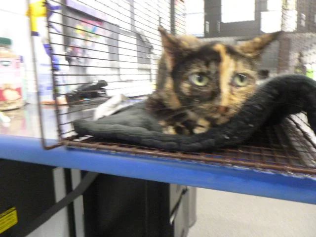 An adult medium-sized female Domestic Short Hair cat named Cora for adoption in Kalamazoo, MI