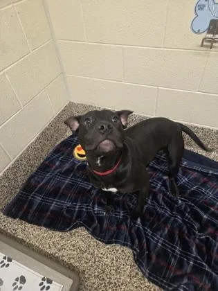 An adult medium-sized female Pit Bull Terrier dog named Darlene for adoption in Westland, MI