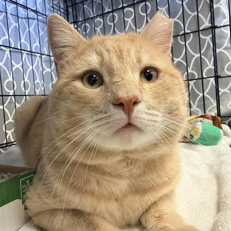 An adult medium-sized male Buff / Tan / Fawn Domestic Short Hair cat named Mickey for adoption in Stamford, CT
