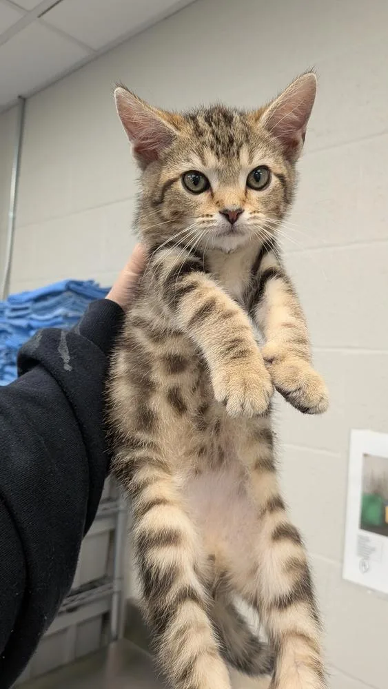 A baby small-sized male Tabby (Brown / Chocolate) Domestic Short Hair cat named Eli for adoption in Evansville, IN