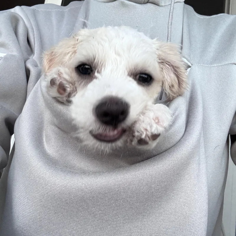 A baby small-sized male Parson Russell Terrier dog named Dash for adoption in San Diego, CA