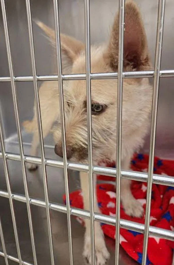 A young small-sized female Mixed Breed dog named Ruby for adoption in Austin, TX